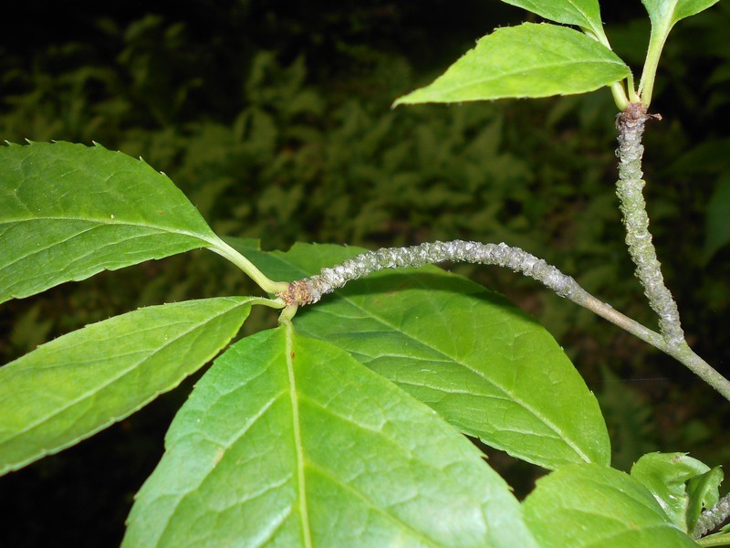 Mountain Holly photo 2