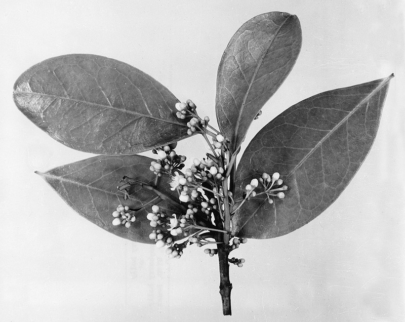 Mountain Holly photo 3