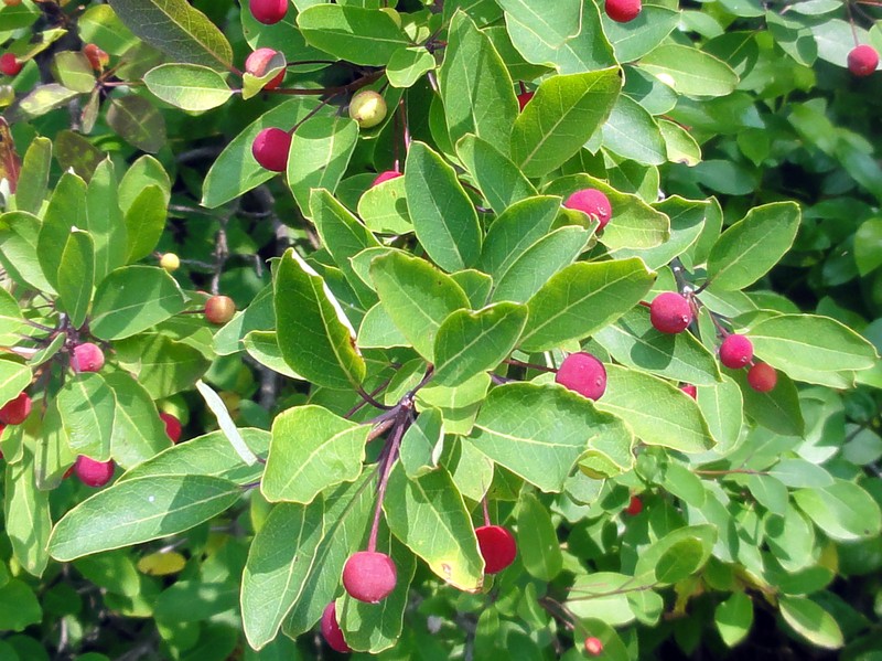Catberry photo 2