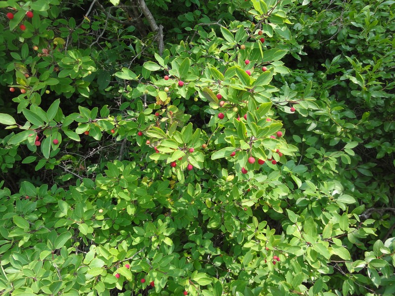 Catberry photo 3
