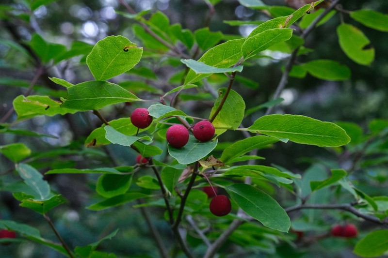 Catberry photo 4