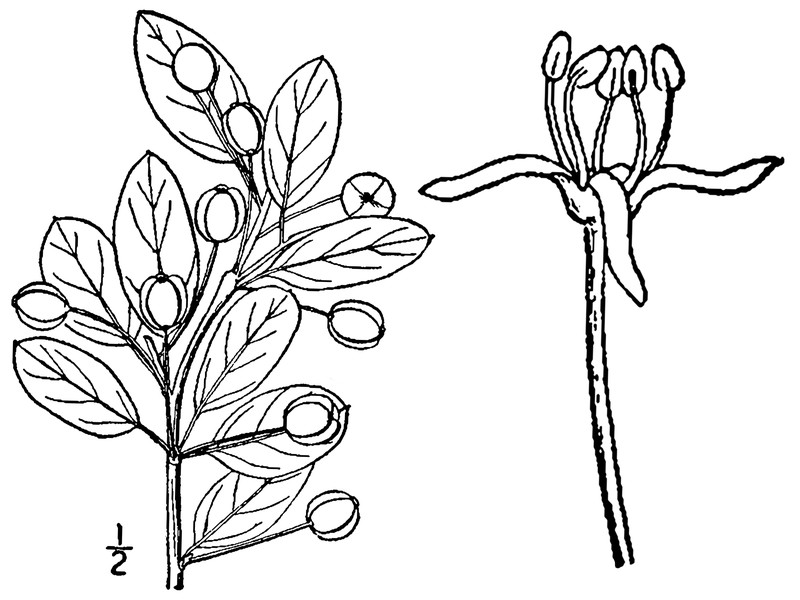 Catberry photo 5
