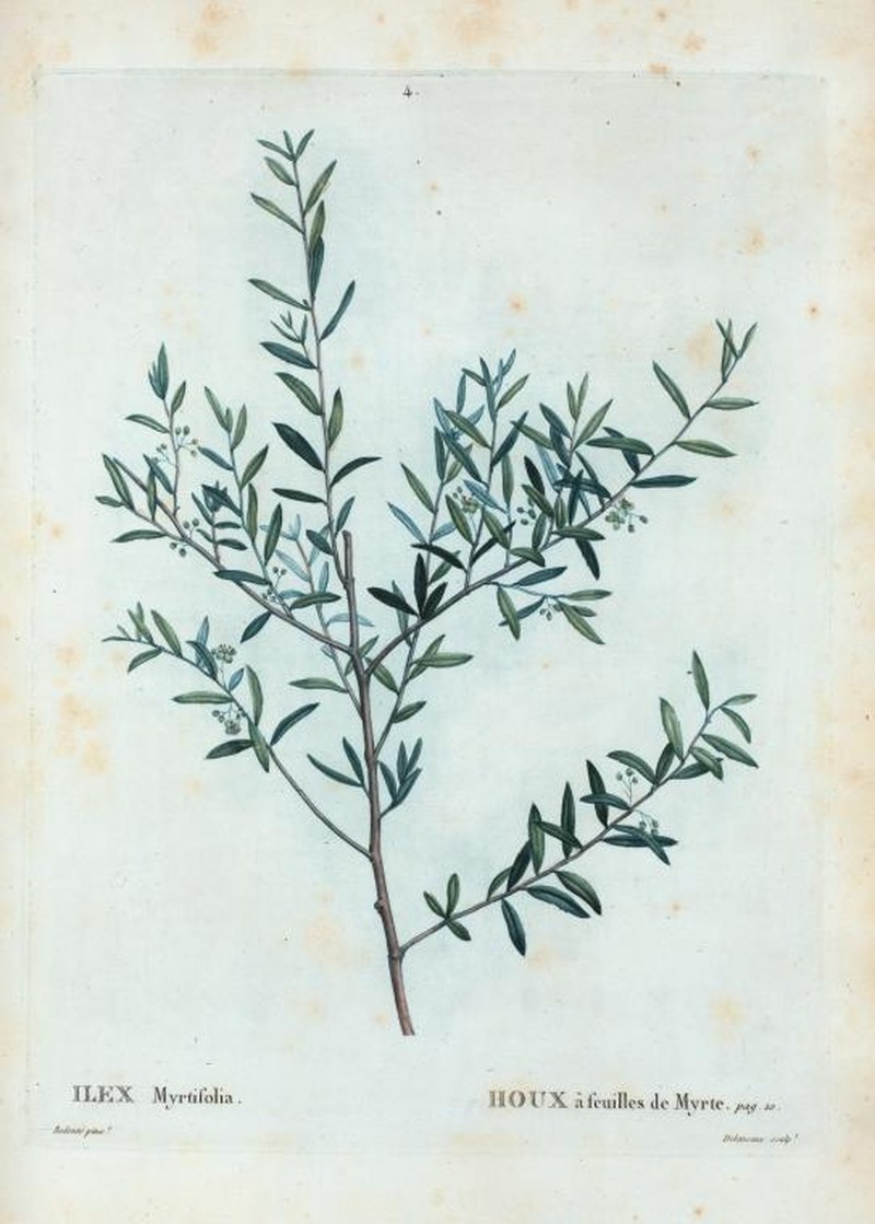 Myrtle Dahoon photo 4