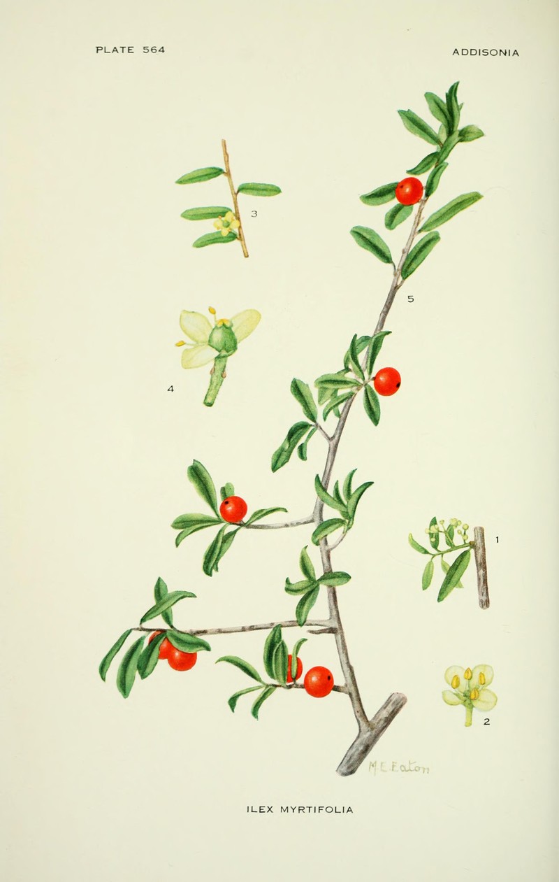 Myrtle Dahoon photo 5