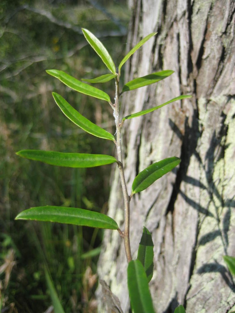 Myrtle Dahoon photo 6