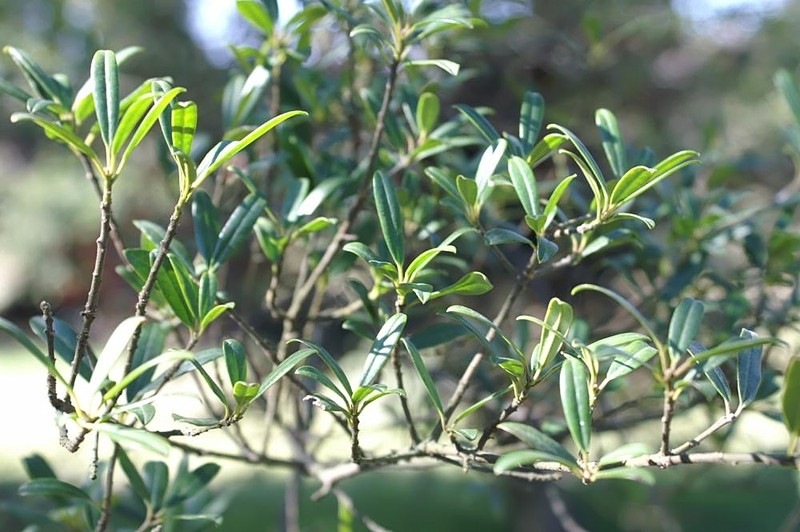 Myrtle Dahoon photo 2