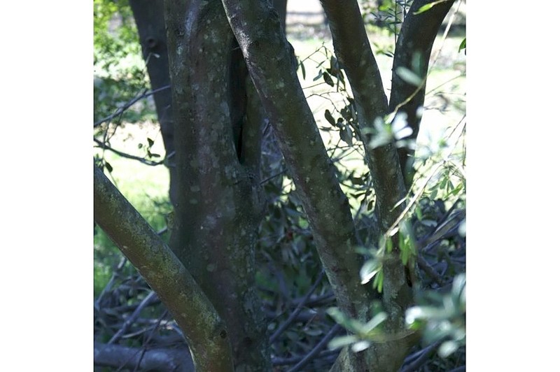Myrtle Dahoon photo 3