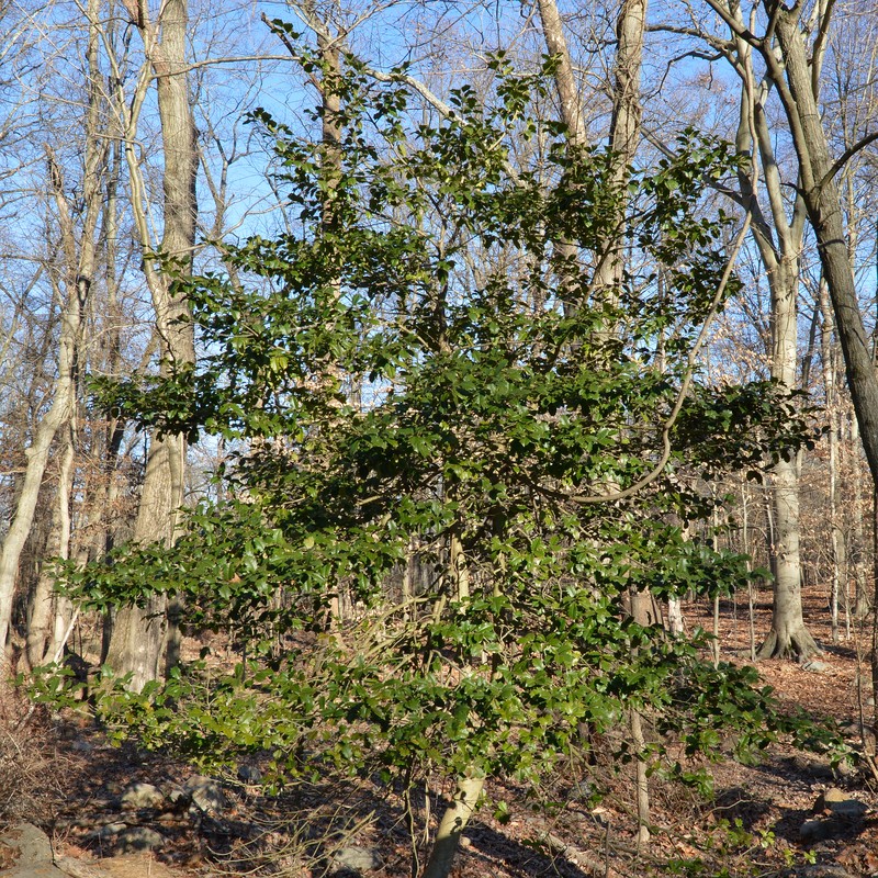 American Holly photo 3