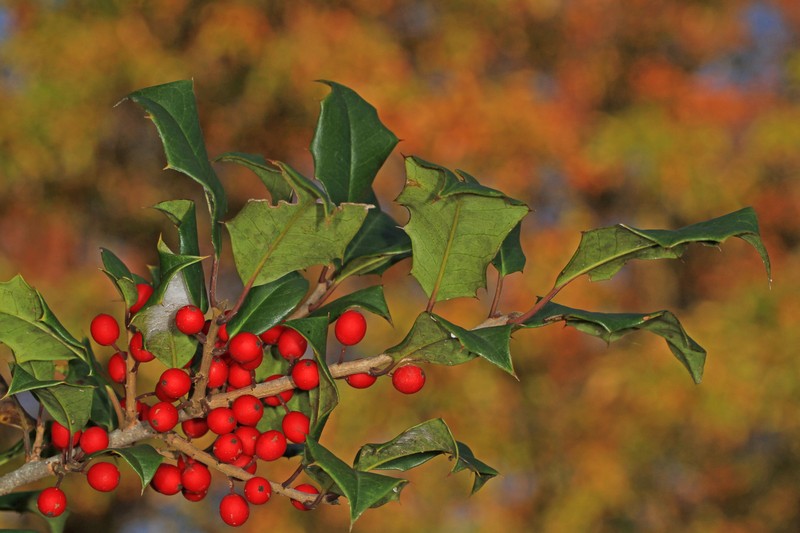 American Holly photo 4