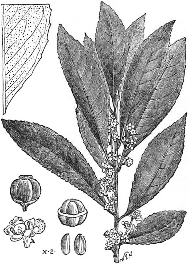 Mate photo 2