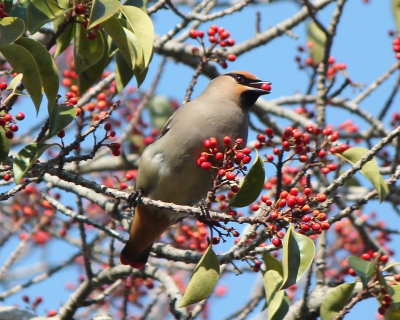 Kurogane Holly photo 5