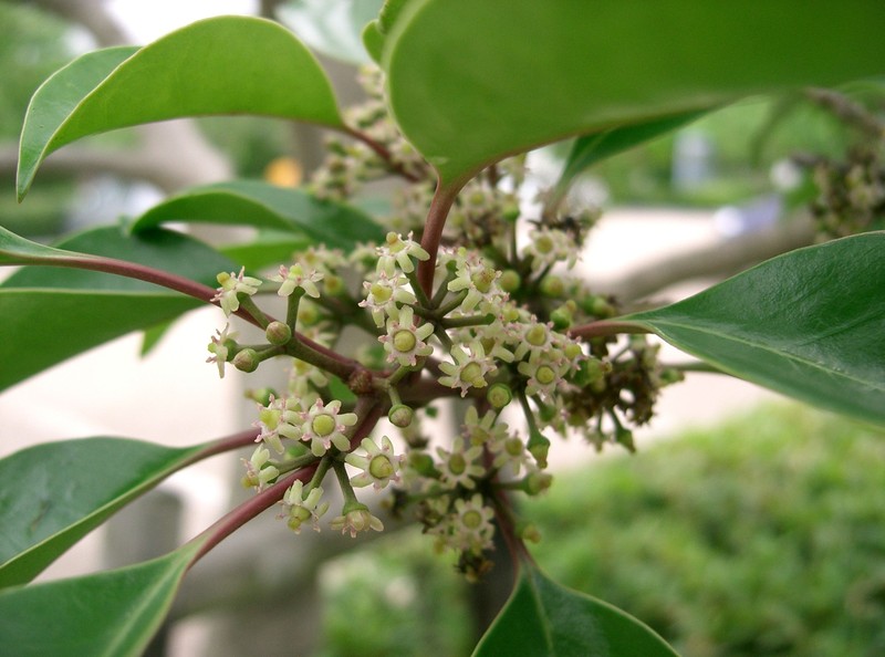 Kurogane Holly photo 2