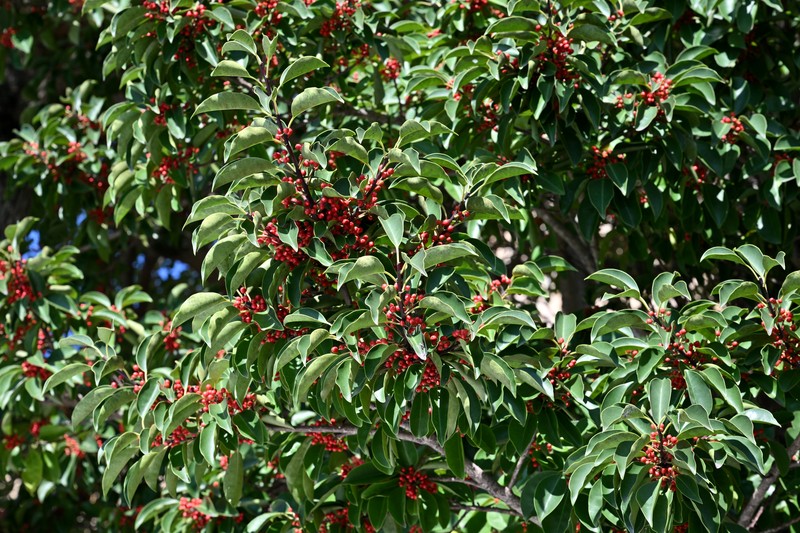 Kurogane Holly photo 3