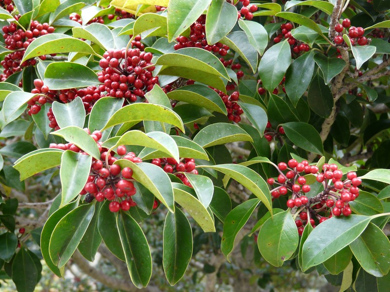 Kurogane Holly photo 4