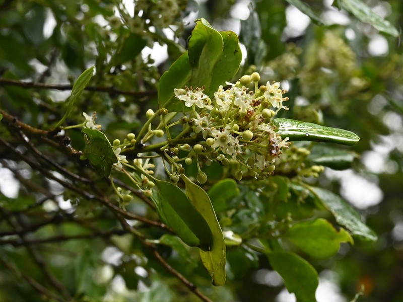 Gongolin photo 2
