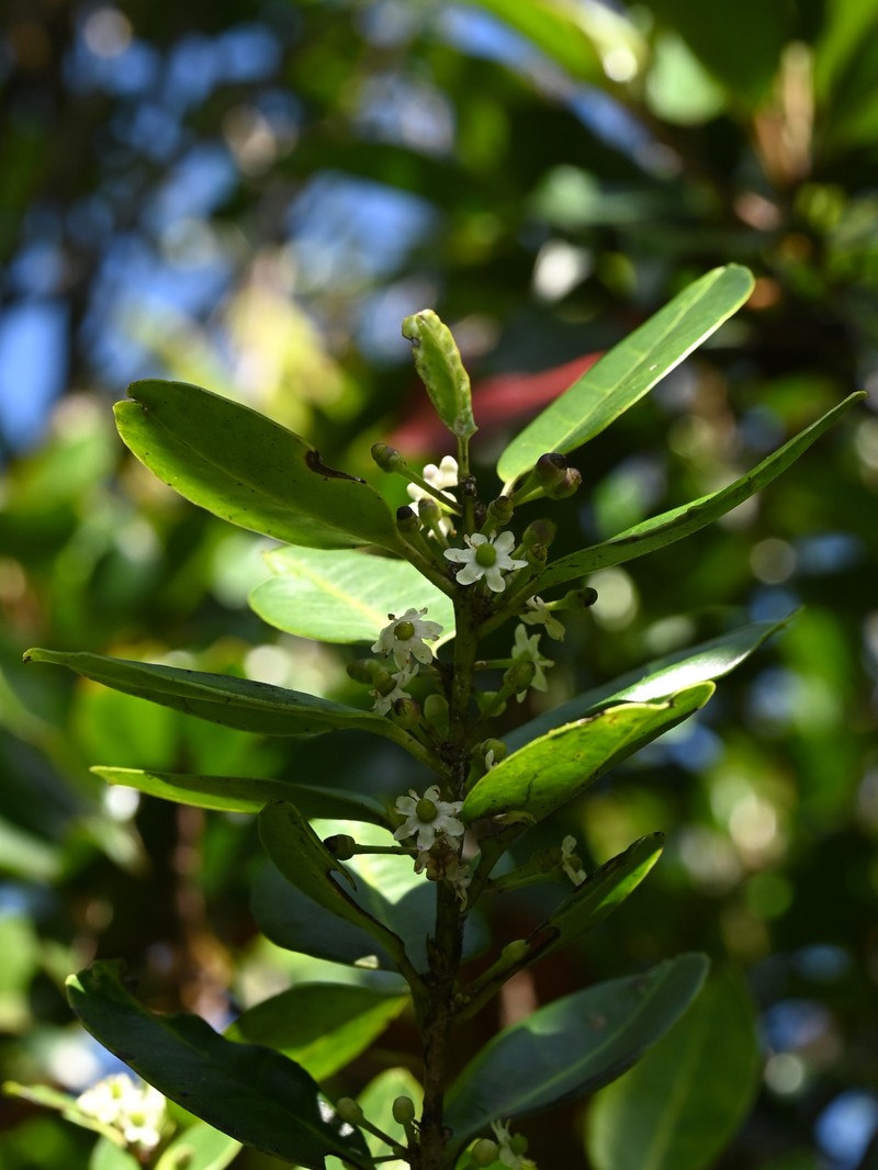 Gongolin photo 3