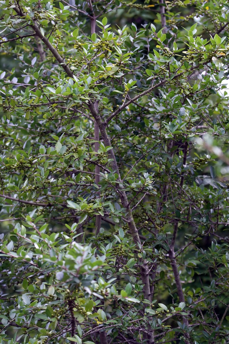 Yaupon photo 5