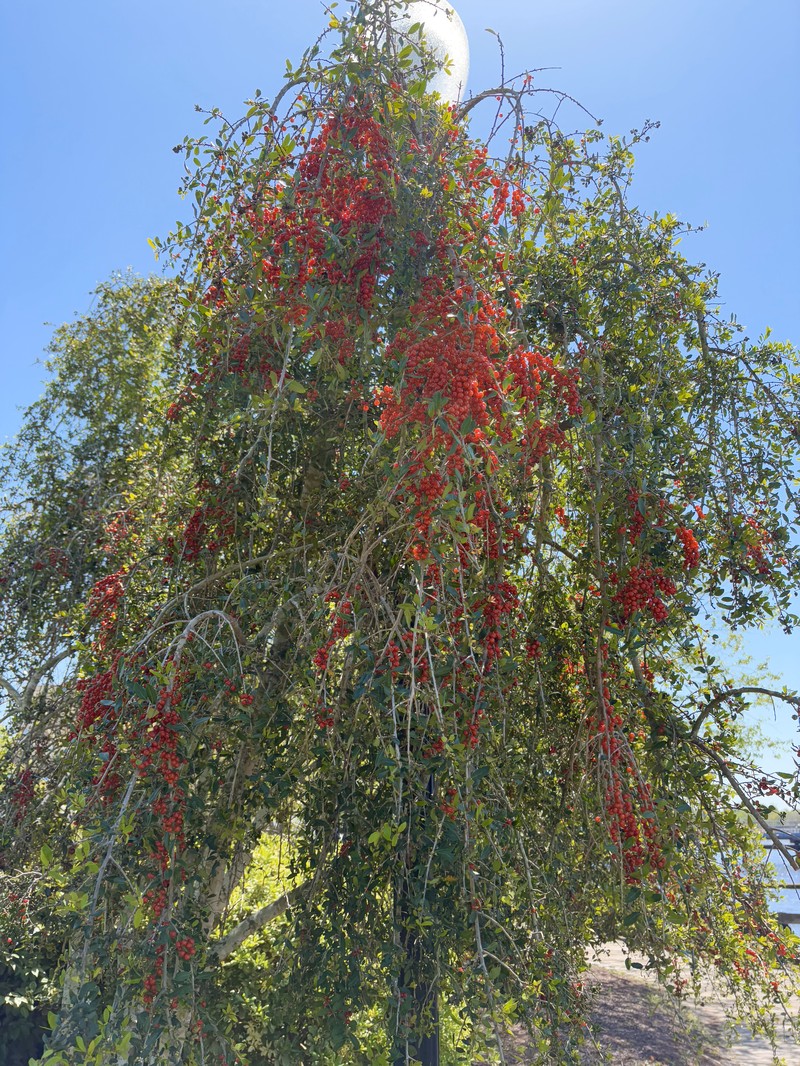Yaupon photo 3