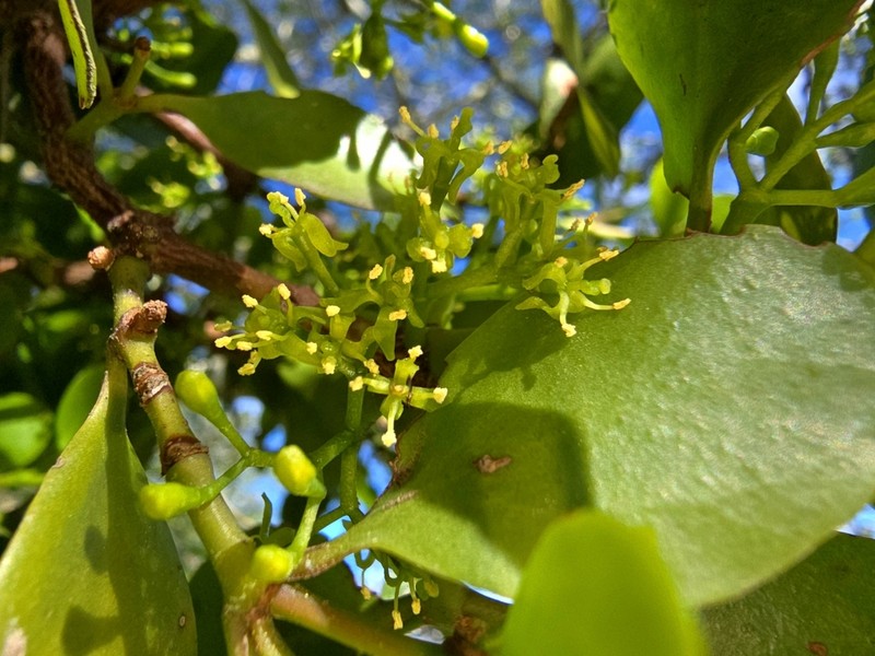 Ileostylus micranthus photo 2