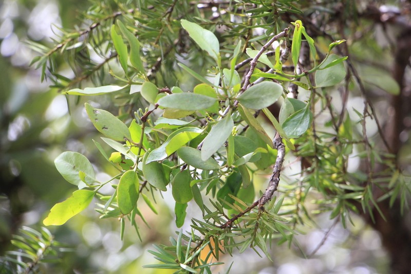 Ileostylus micranthus photo 4
