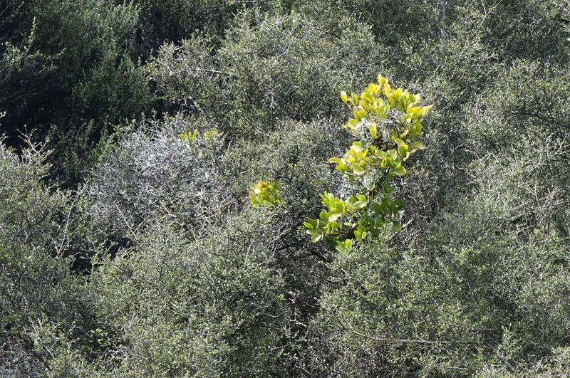 Ileostylus micranthus photo 5