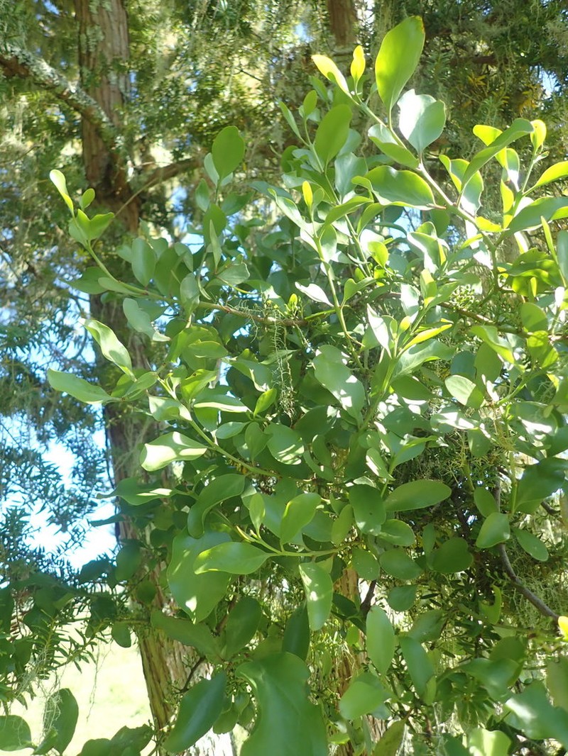 Ileostylus micranthus photo 6