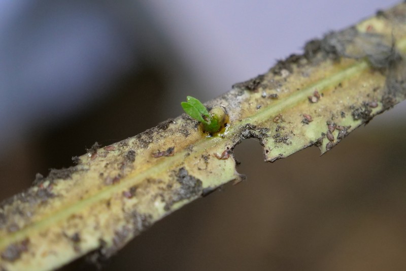 Ileostylus micranthus photo 7