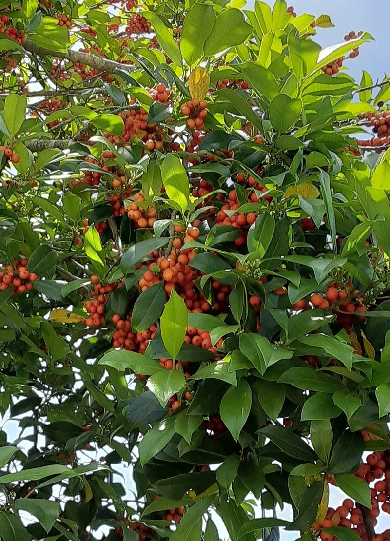 Ilex × attenuata photo 2