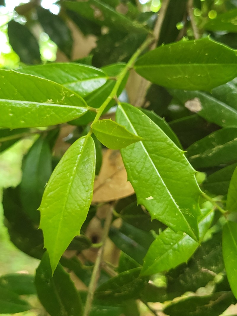 Ilex × attenuata photo 4