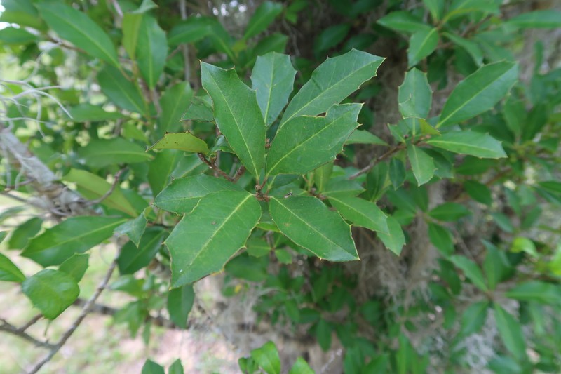 Ilex × attenuata photo 5