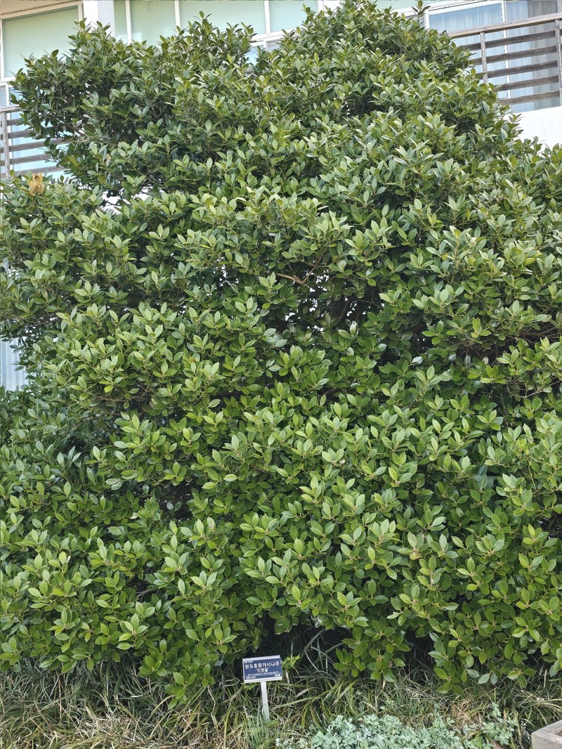 Ilex × wandoensis