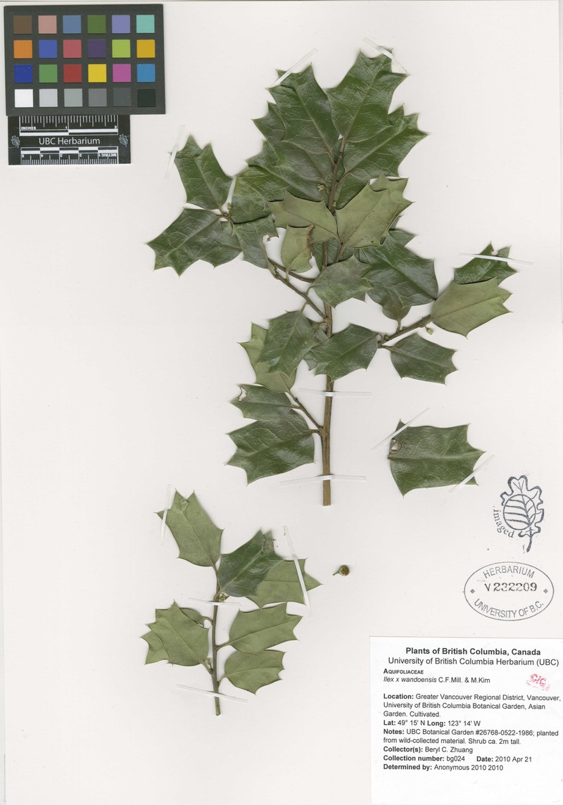 Ilex × wandoensis photo 2