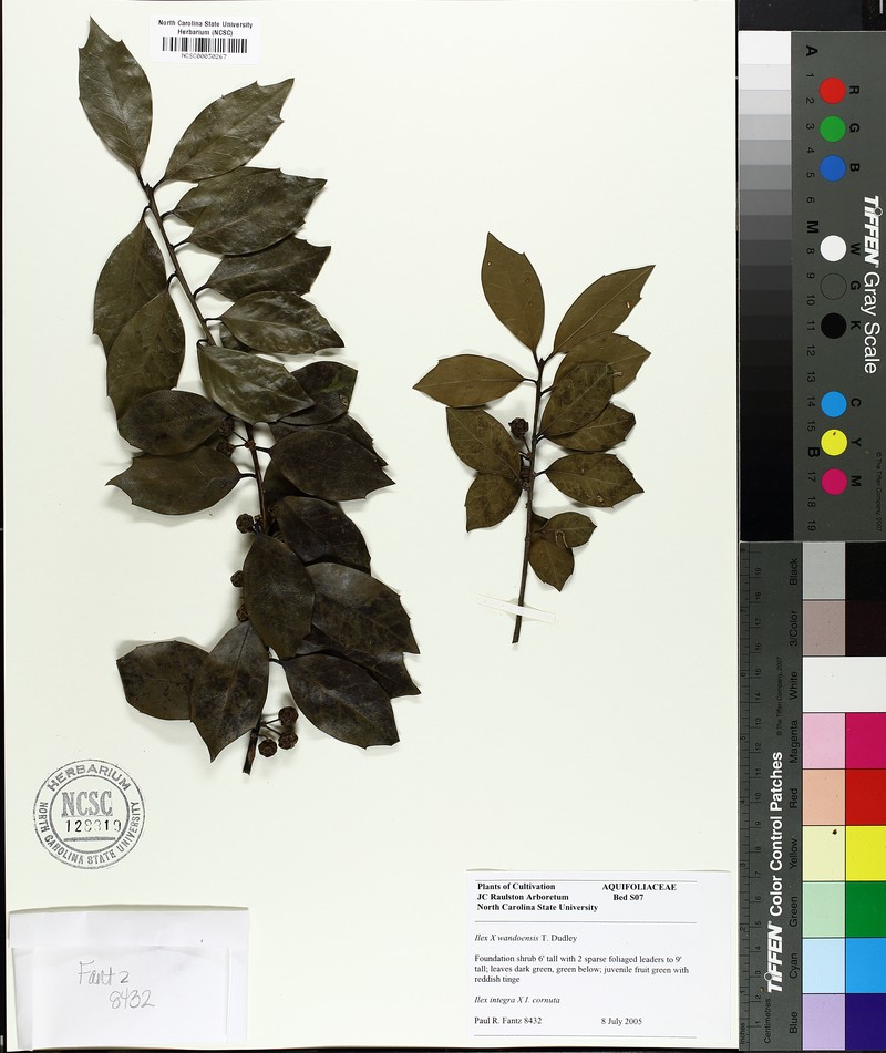 Ilex × wandoensis photo 3