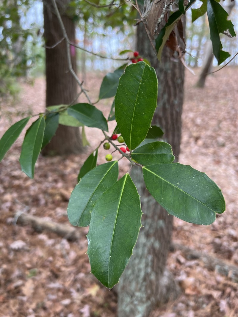 Topal Holly photo 6