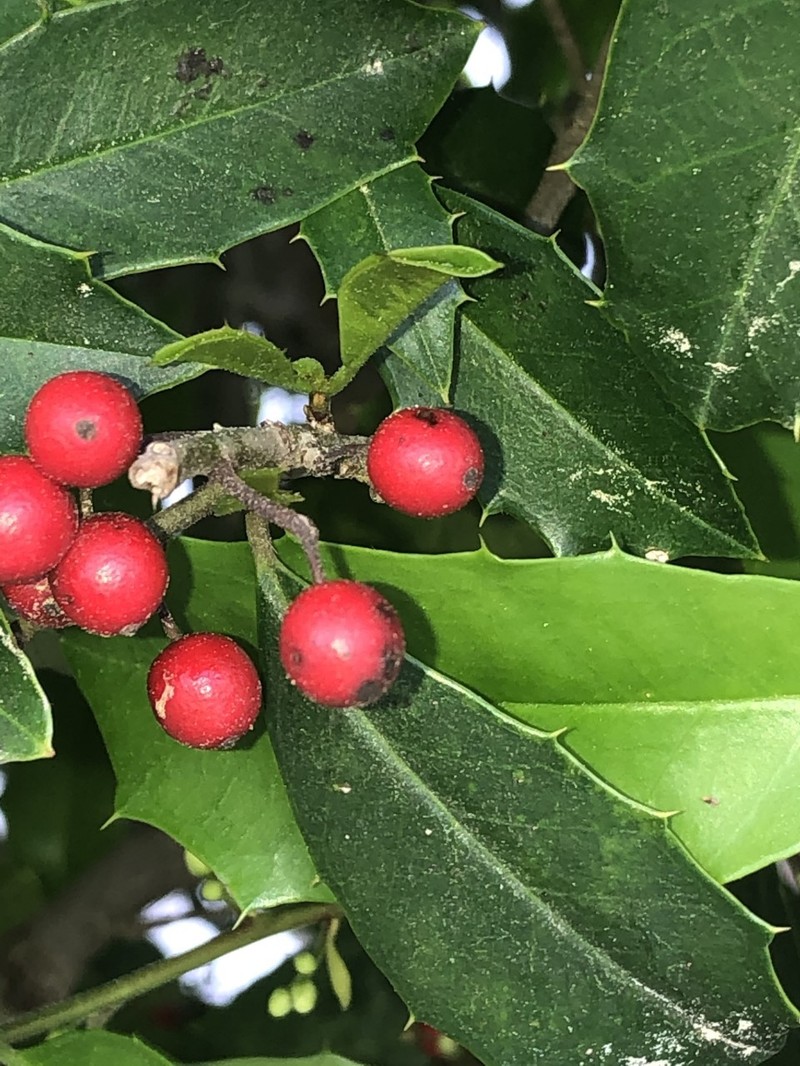 Topal Holly photo 7