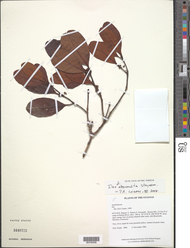 Ilex abscondita