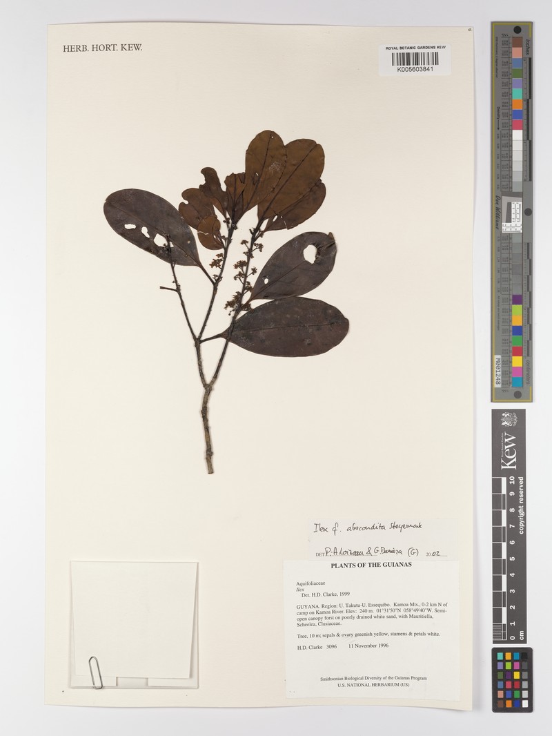 Ilex abscondita photo 2