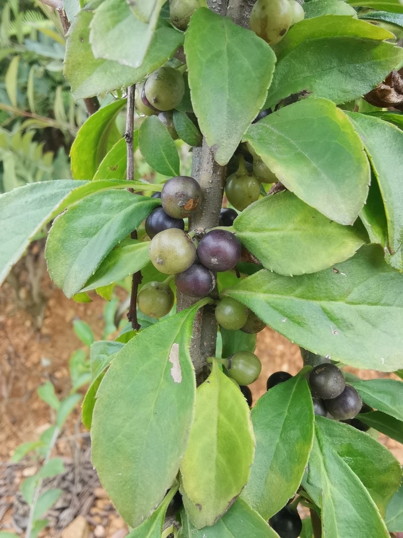 Ilex aculeolata
