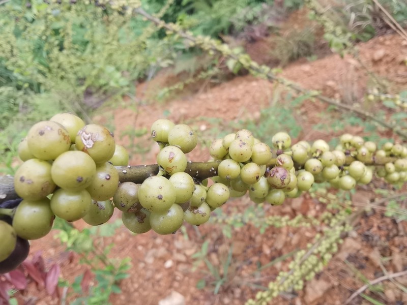 Ilex aculeolata photo 2