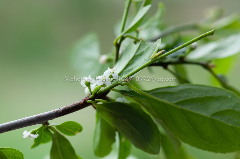 Ilex aculeolata photo 3