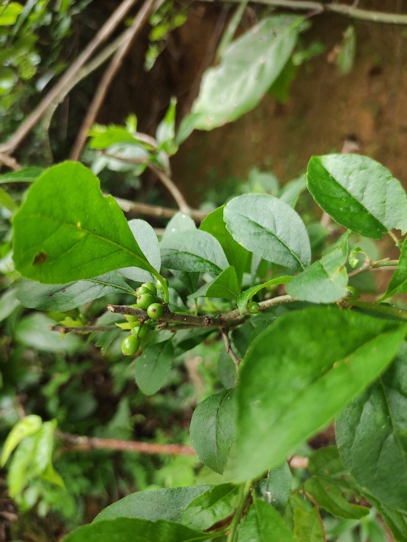Ilex aculeolata photo 4
