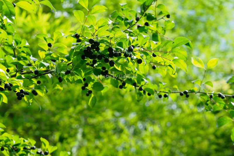 Ilex aculeolata photo 5