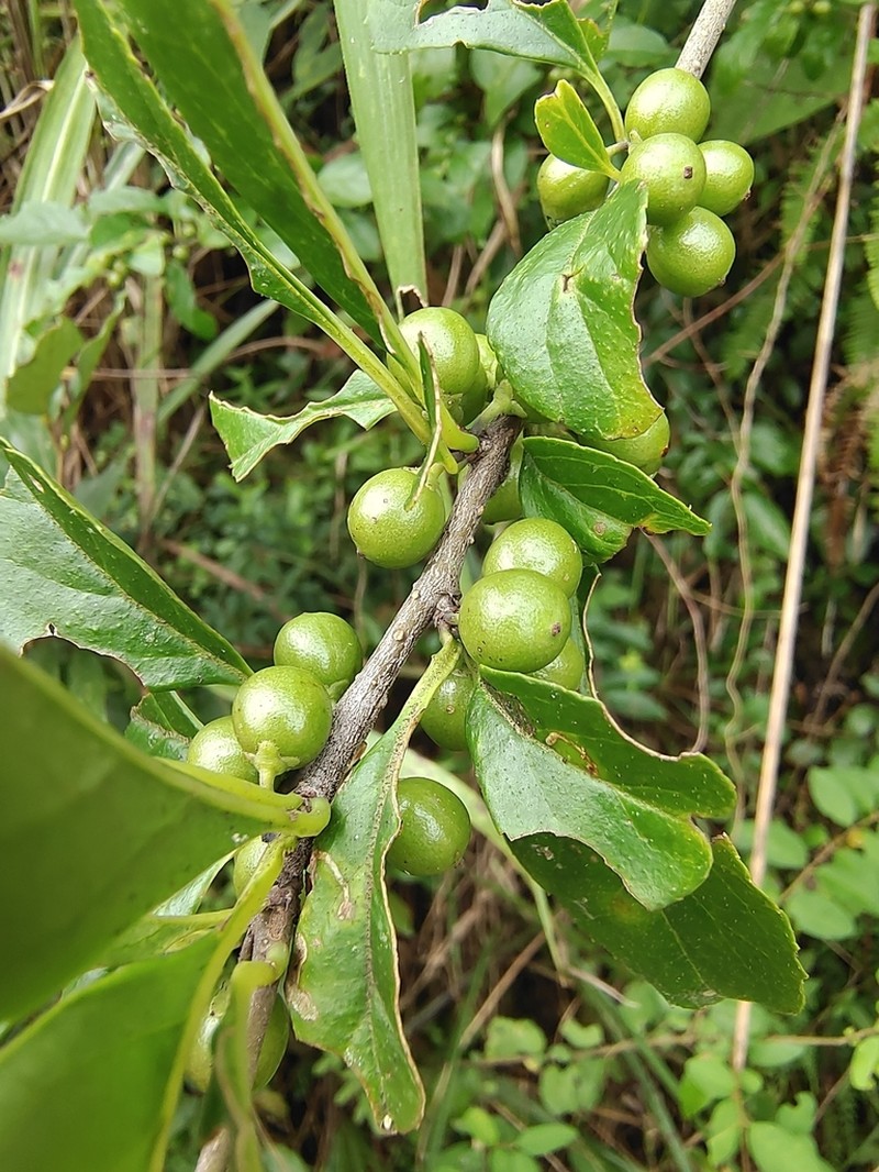 Ilex aculeolata photo 6
