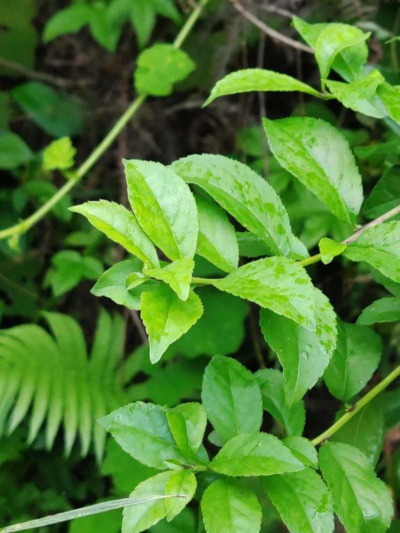 Ilex aculeolata photo 7