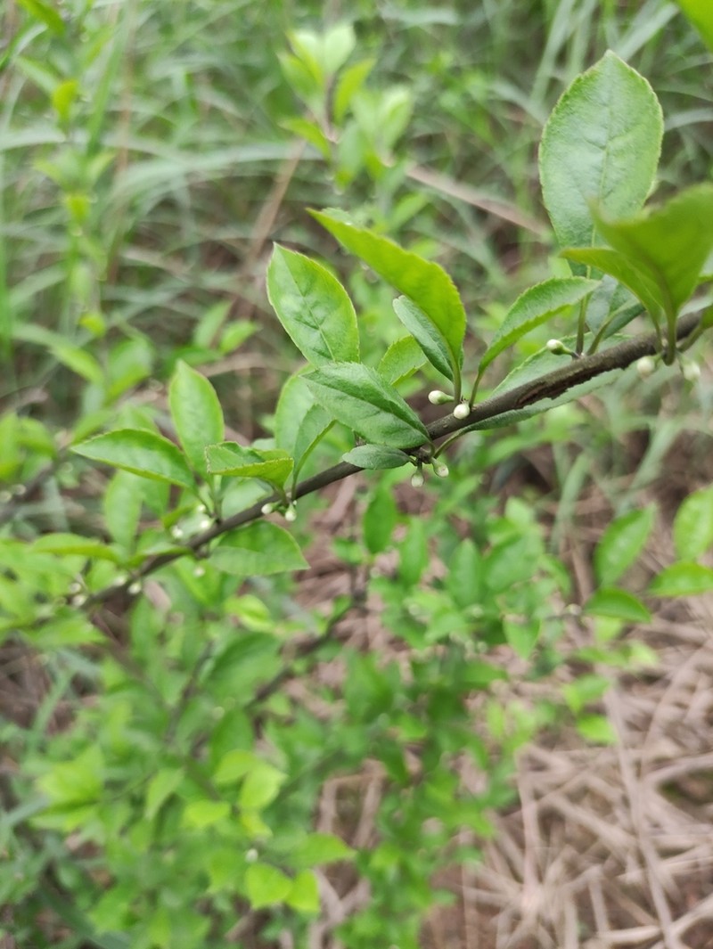 Ilex aculeolata photo 8
