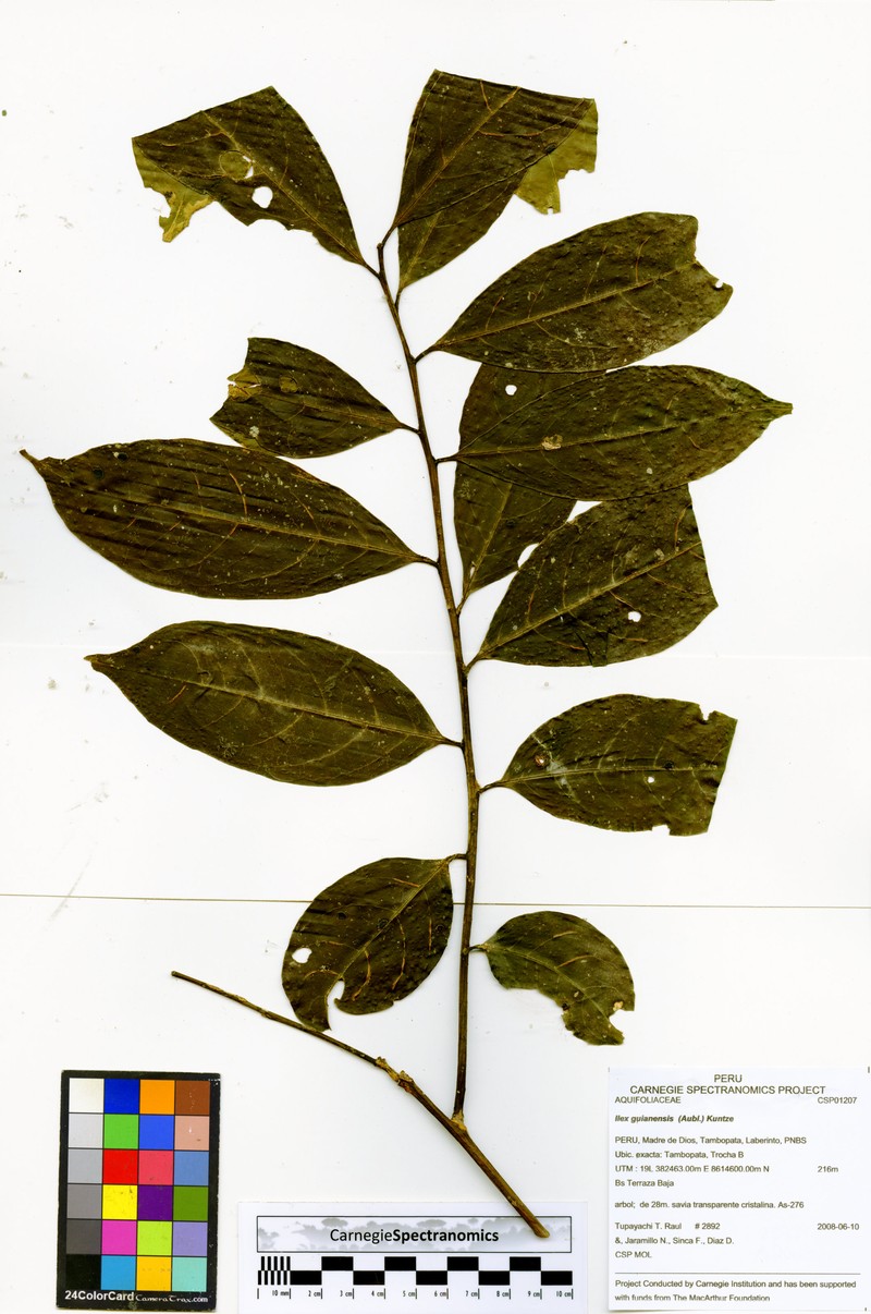 Ilex acutidenticulata