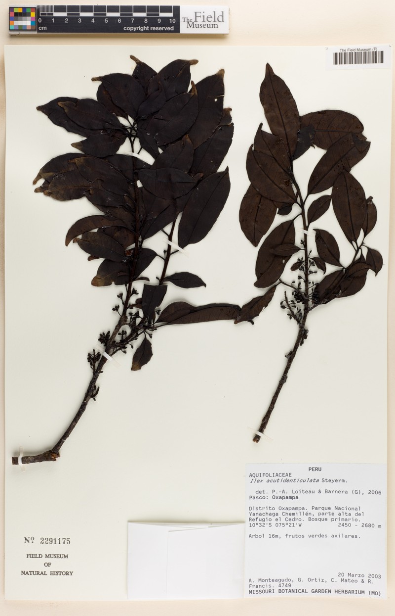 Ilex acutidenticulata photo 2
