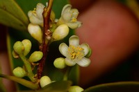 Ilex affinis
