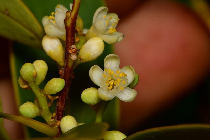 Ilex affinis