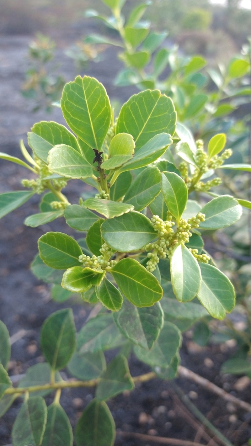 Ilex affinis photo 2